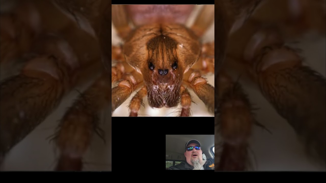 #spiders #crawlspace [8] #whatbugsme #pestcontrollife #maryvilletn #phoenixpestcontroltn