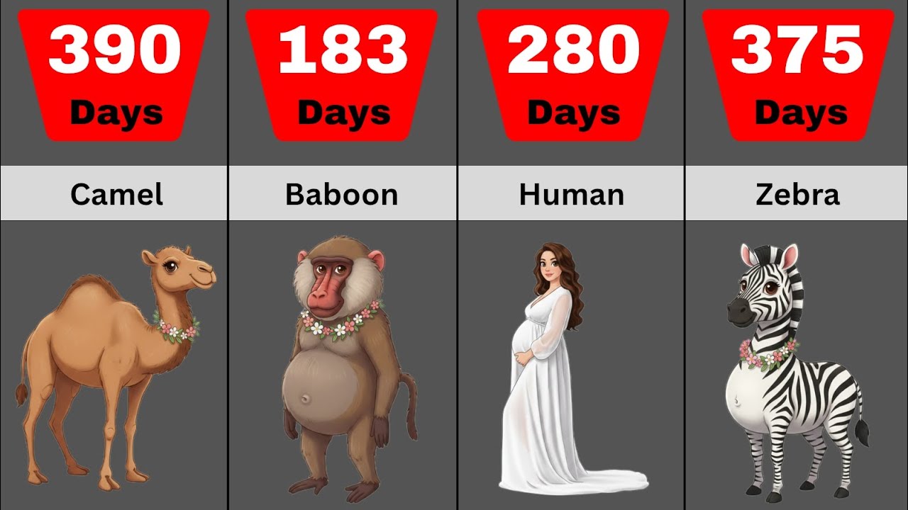 Shortest To Longest Animals Gestation Period | Animals And Human Pregnancy Period Comparison