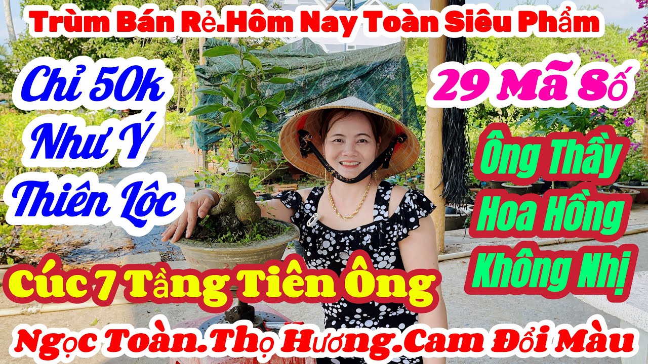 🌼24/3☎️0326119500👉Mộng🌲Mai V&agrave;ng Gi&aacute; Rẻ🌲Chỉ 50k C&acirc;y Ch&agrave; B&aacute; Đế Đẹp🌲Thi&ecirc;n Lộc.&Ocirc;ng Thầy.7 Tầng Ti&ecirc;n &Ocirc;ng 