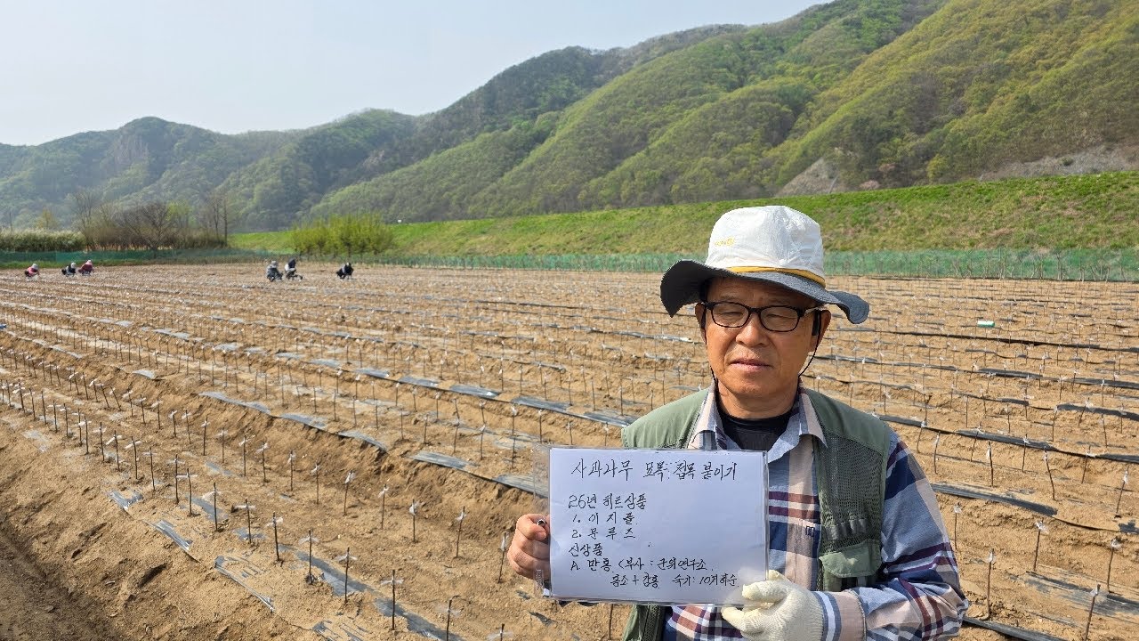 인기 사과 묘목 생산 현장 - 송림농원(010-7399-4761) 이지플 문루즈외