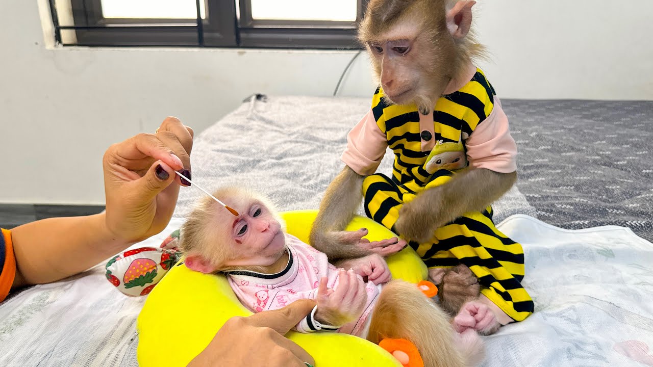 Monkey Kaka and Diem's Compassionate Response to Monkey Mit's Injury