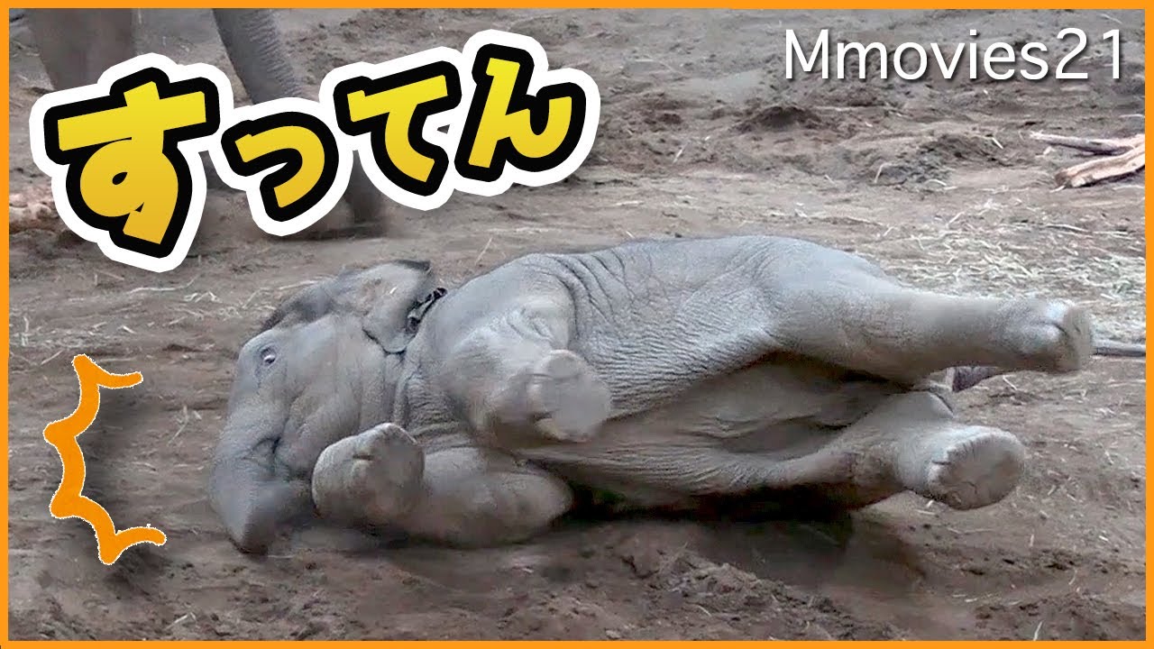 【大丈夫？】転んだタオに駆け寄るパールとニャイン~When the Asian elephant calf fell