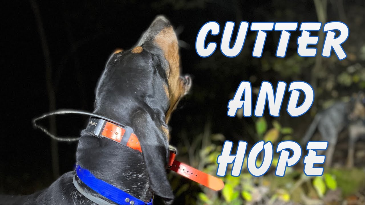 Coon hunting with Blueticks.  Meet Cutter and Hope!