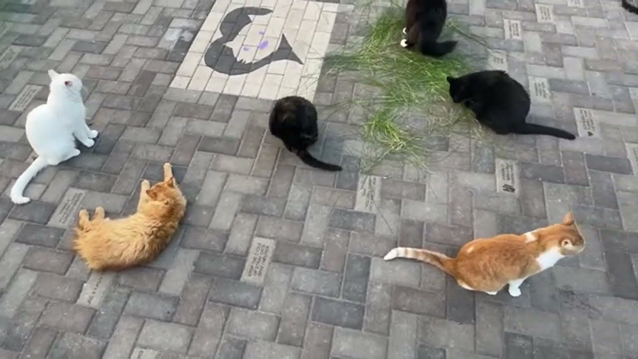 Happy Cats 🪴😸🌤️