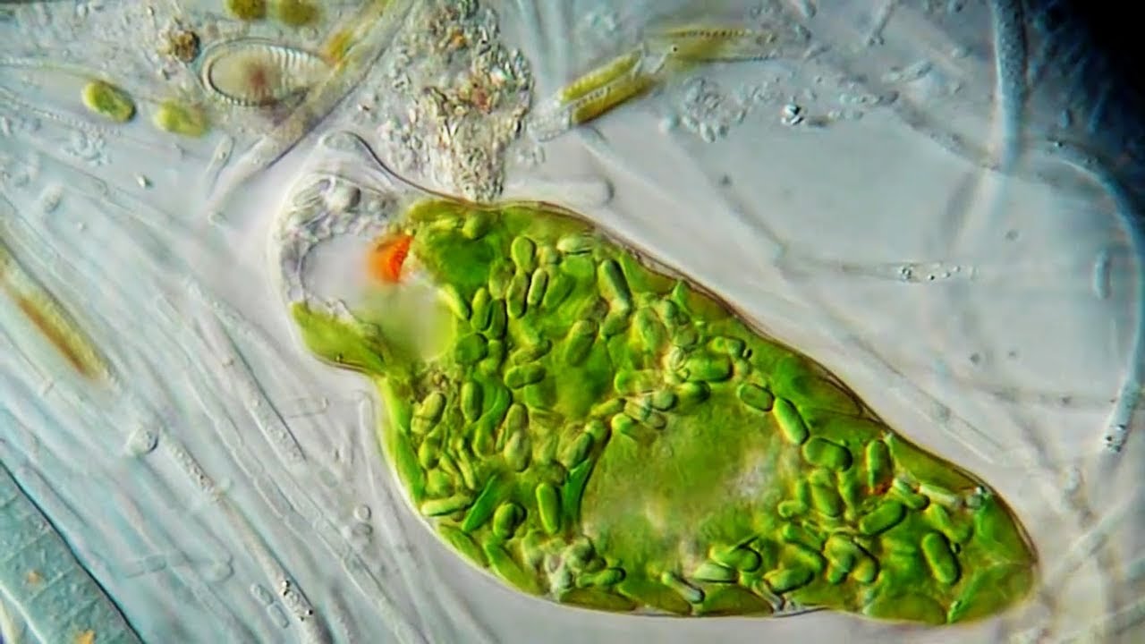 Euglena