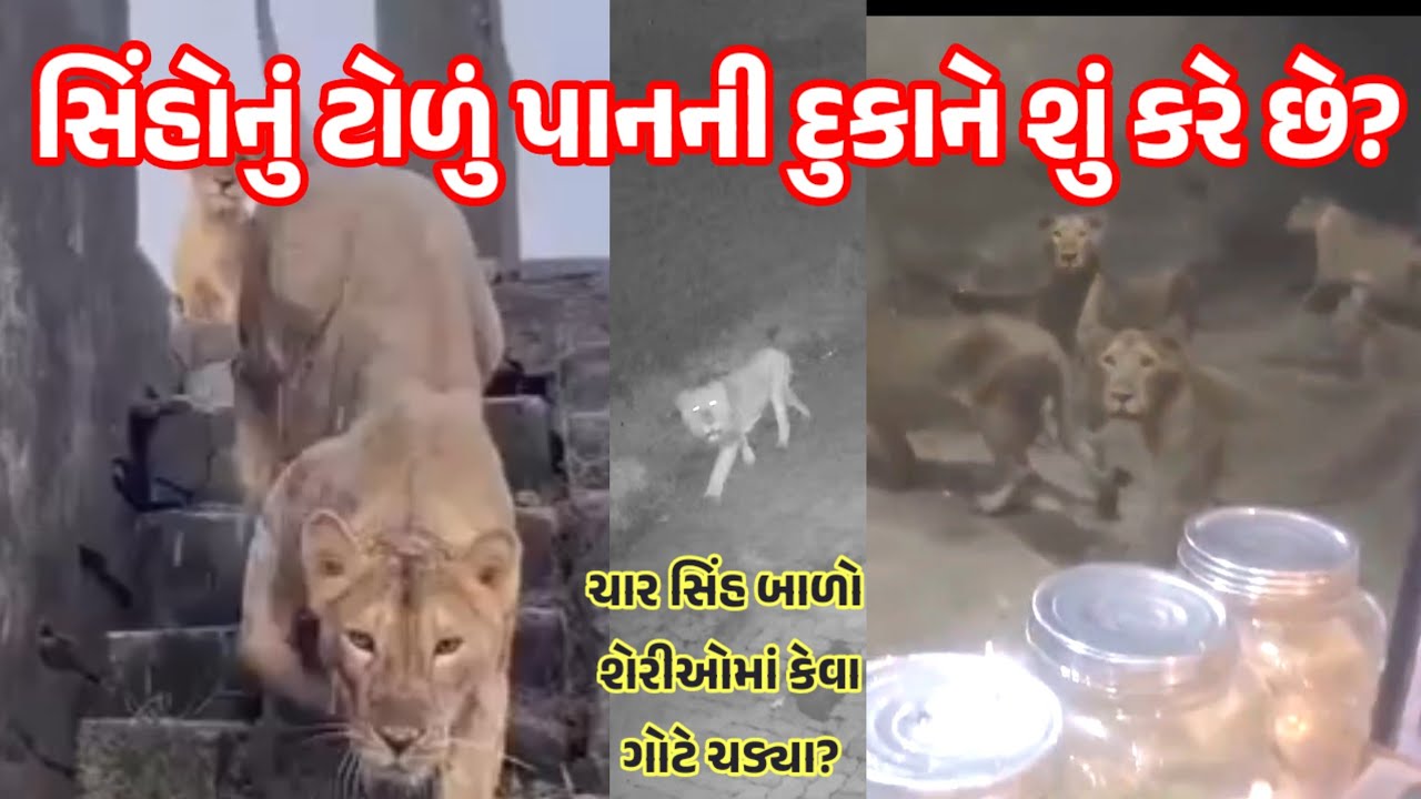 સિંહોનું ટોળું પાનની દુકાને શું કરે છે? ગિરના ગામડાની શેરીમાં સિંહબાળો ગોટે ચડ્યા? 