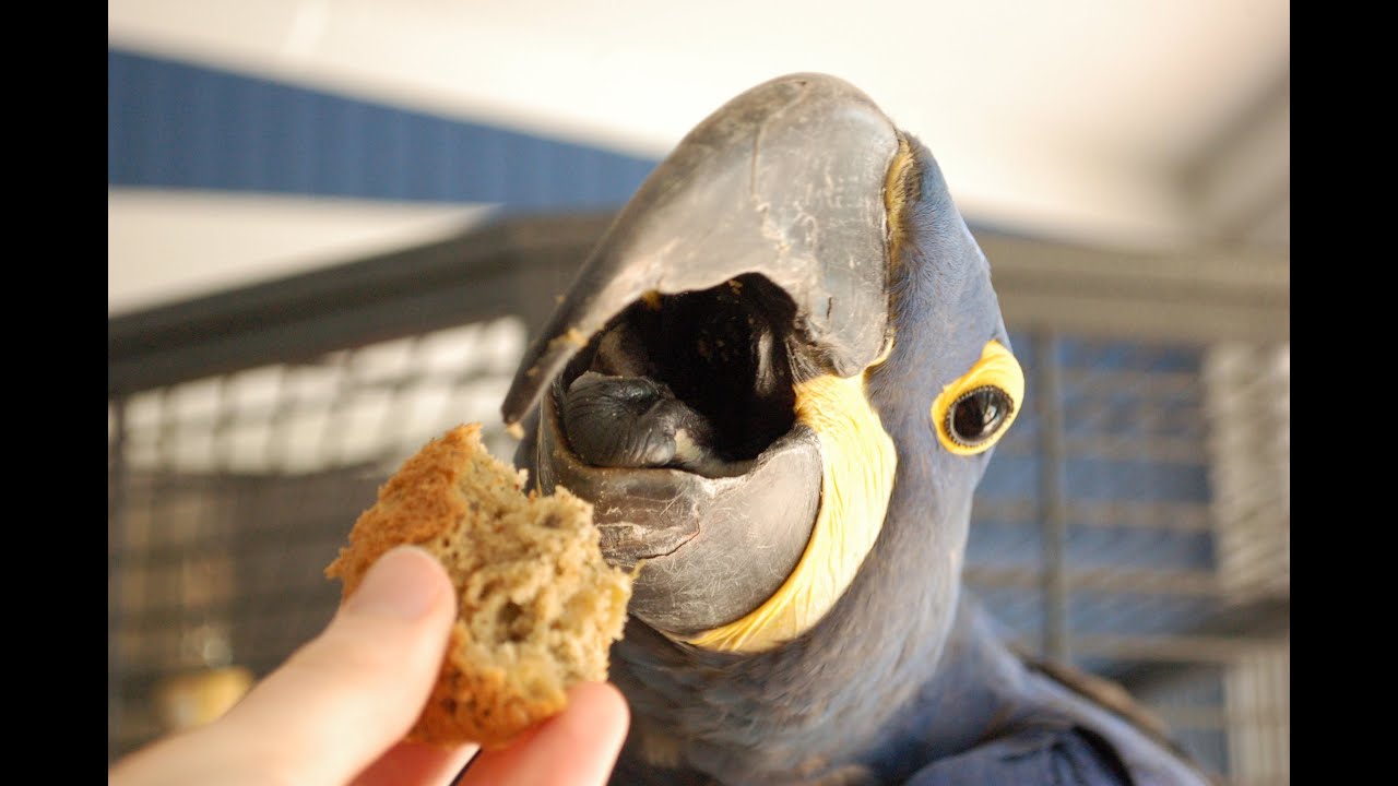 Healthy Birdie Bread Recipe | Suitable FOR ALL PARROT TYPES!