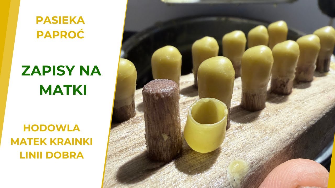 Pasieka Paproć - Ruszają zapisy na matki Dobra