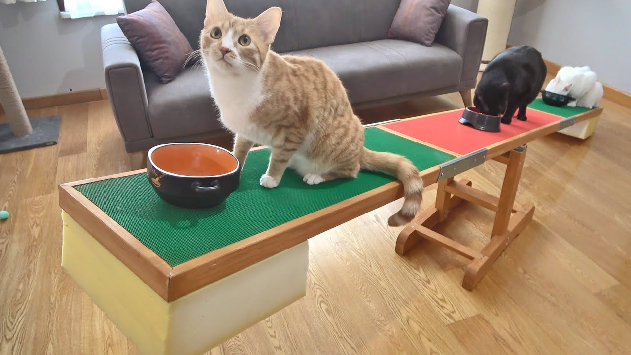 Cats Trying to Find Balance on a Seesaw !!