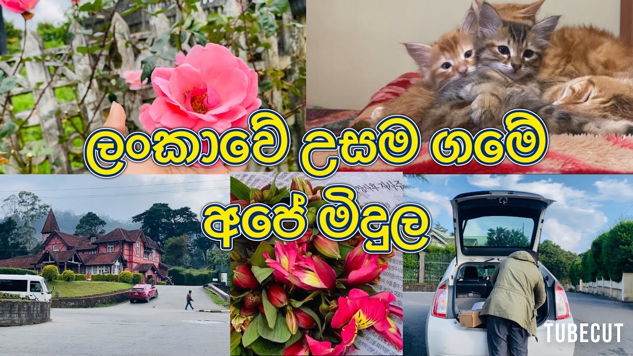 ලංකාවේ උසම ගමේ අපේ මිදුලේ රවුමක් යමුද ? වැල් රෝස පදුරක් හදාගන්න ලේසිම විදිය 🌹 #gingerfamily 