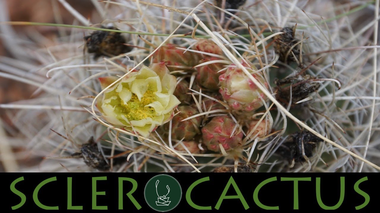 Sclerocactus: Hard, Cruel Cactus | Vlad Andrenkov【TCSC Monthly Meeting】20210316