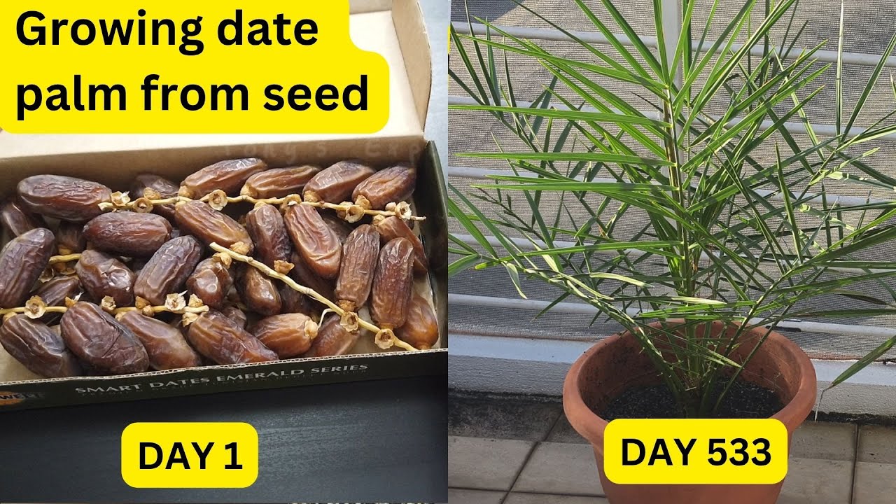 Planted a palm tree and filmed for two years..!