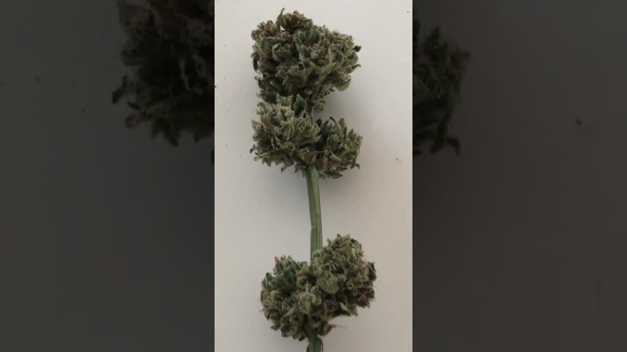 Red gorilla girl xl auto высохла и готова к пролечке в винном холодильнике при температуре 15гр