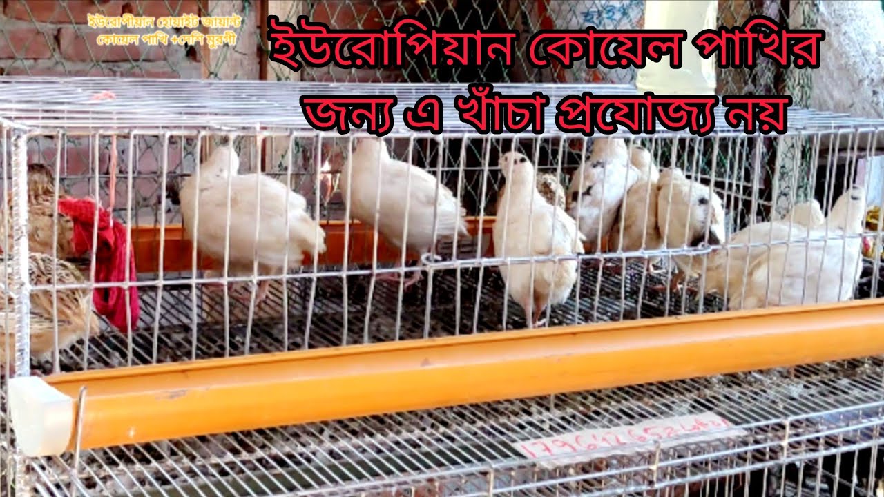 ভুল তো হয়ে গেছে ইউরোপিয়ান কোয়েলের জন্য।It's a mistake for the European quail.