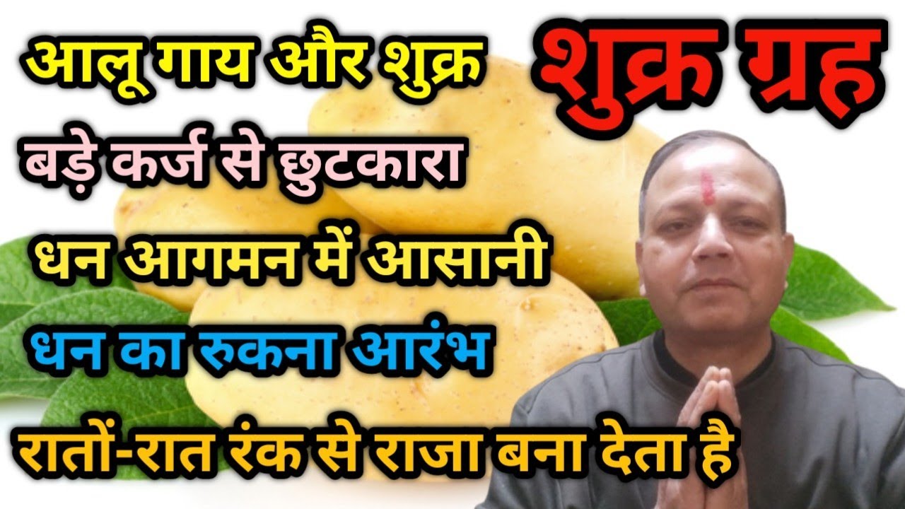gaye ko aalu khilane se kya hota hai/गाय आलू और शुक्र / गाय को आलू खिलाने से क्या होता है