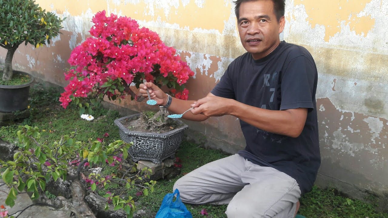 CUMA 2 SENDOK !!! Bougenville Akan Rimbun Bunganya
