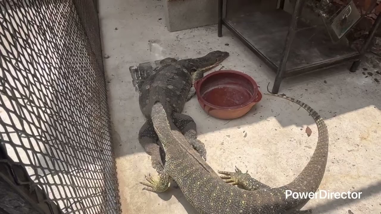 Nuevo terrario de Varanos 