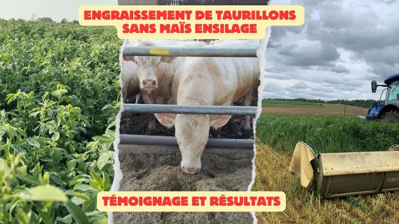 1700 g de GMQ avec des fourrages verts ! Témoignage d'un éleveur.