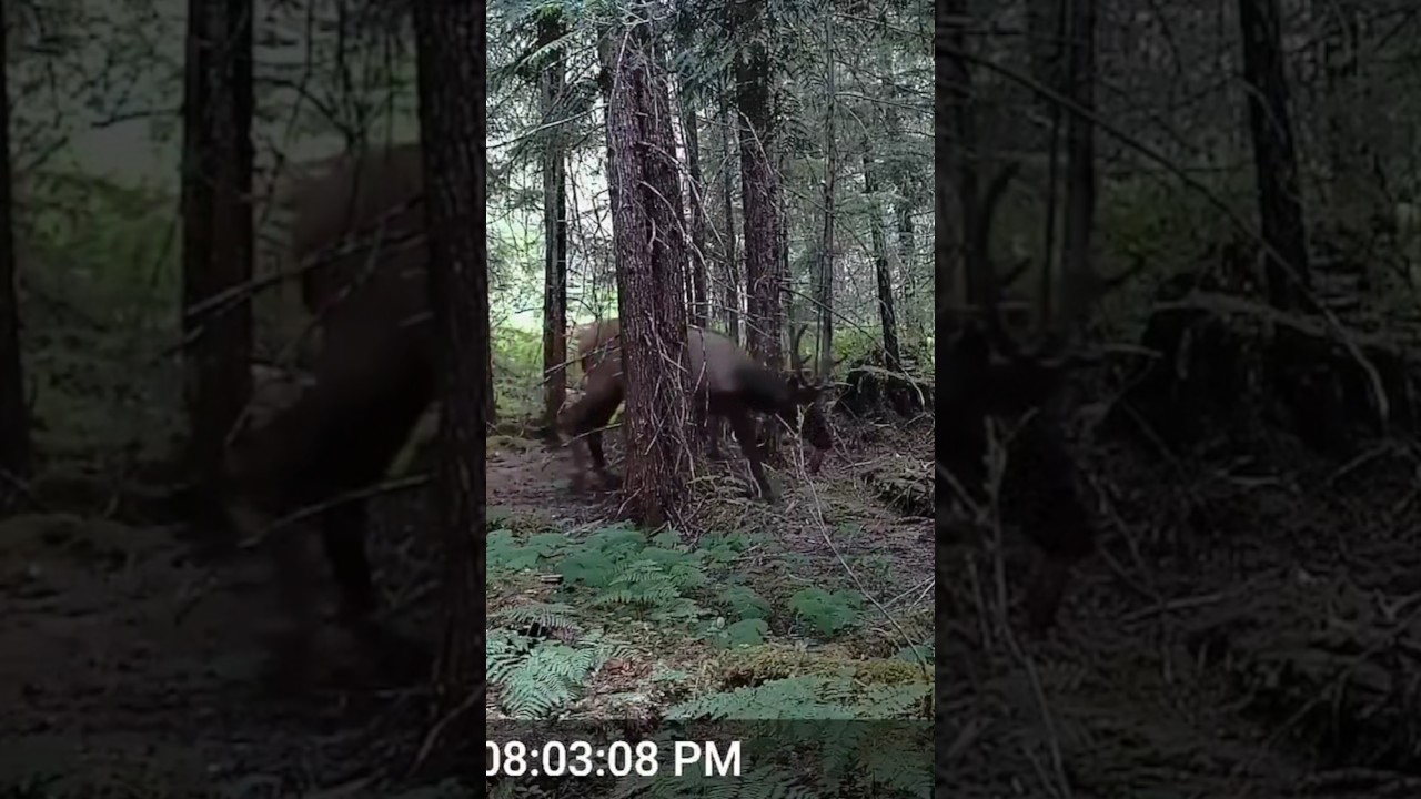 Roosevelt Elk! 