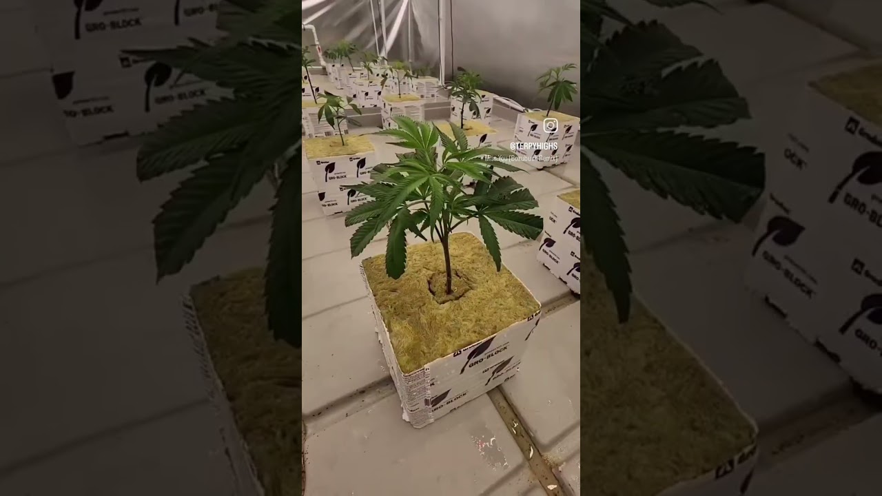 1 man 1 weekend turn over! Terpy Highs