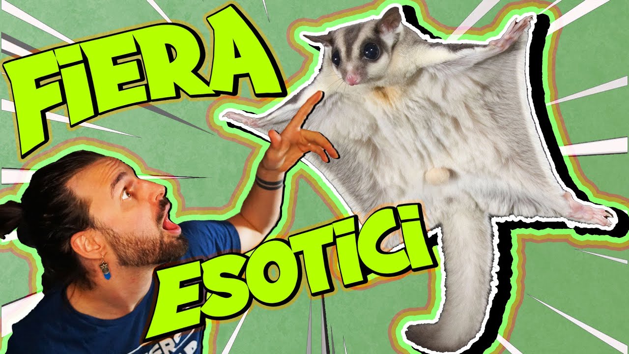 Che ANIMALI si Trovano in una Fiera di Esotici?
