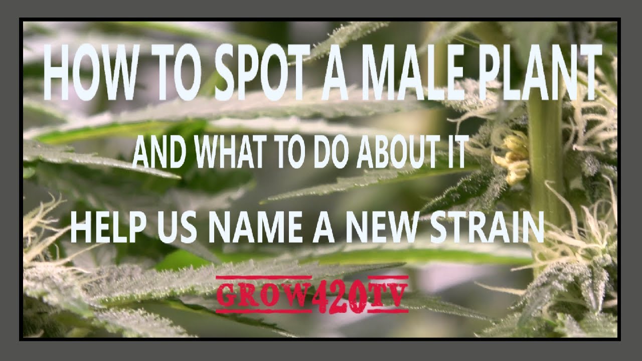 How to spot a male plant. Help us name a new strain in the comments!!!!
