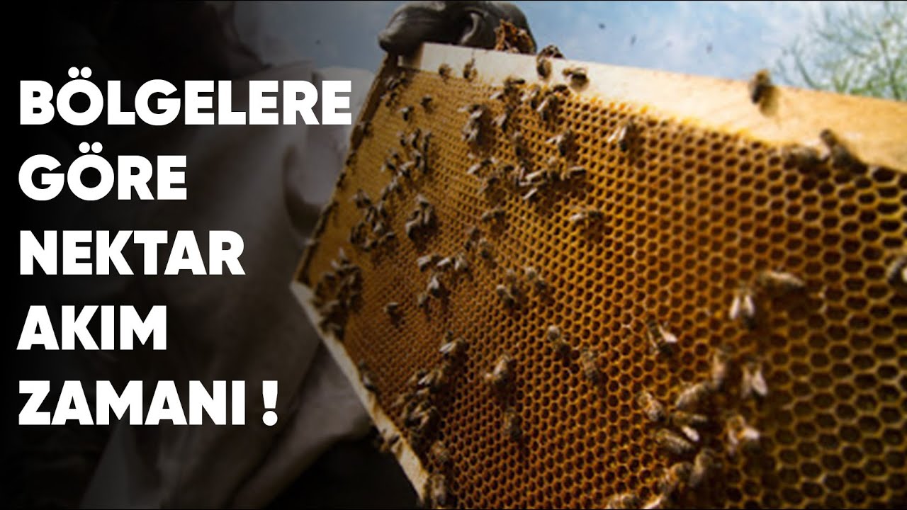 Y&ouml;relere G&ouml;re Nektar Akım Zamanı!