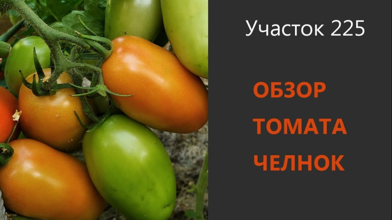Томат Челнок. Один из лучших для начинающих садоводов!