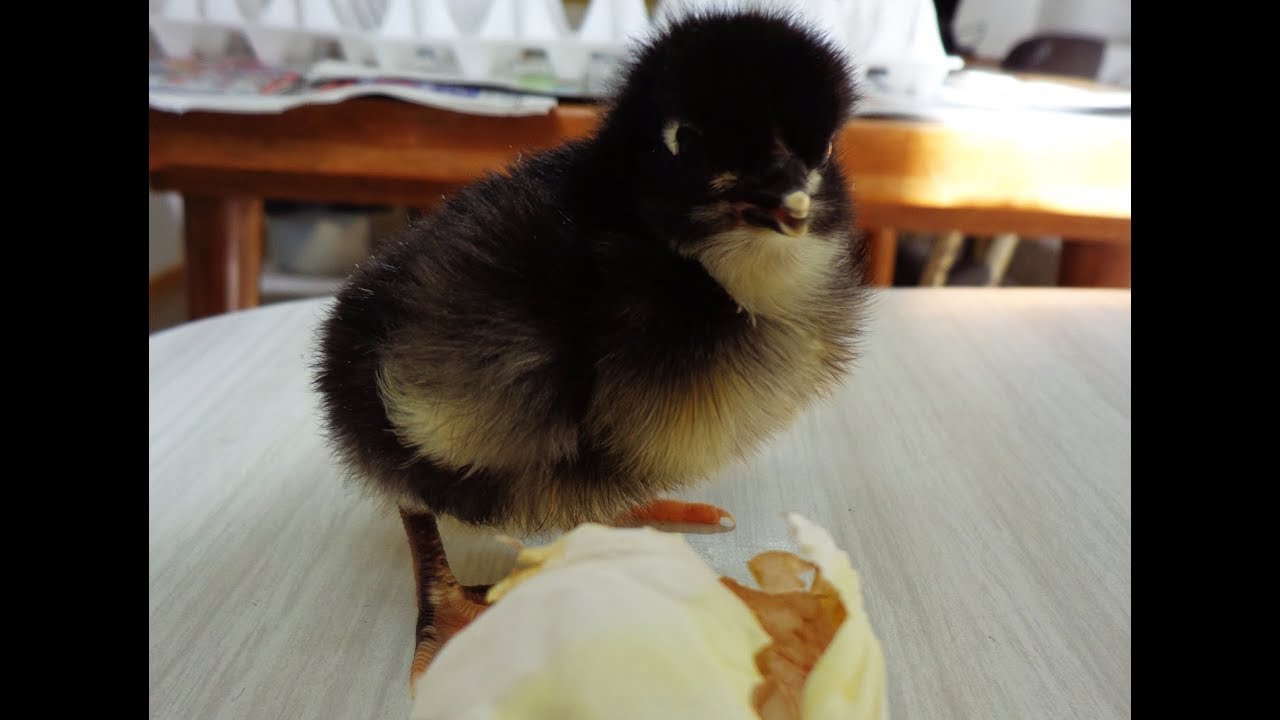 INTA Santa Cruz: Centro Reproductor de Aves