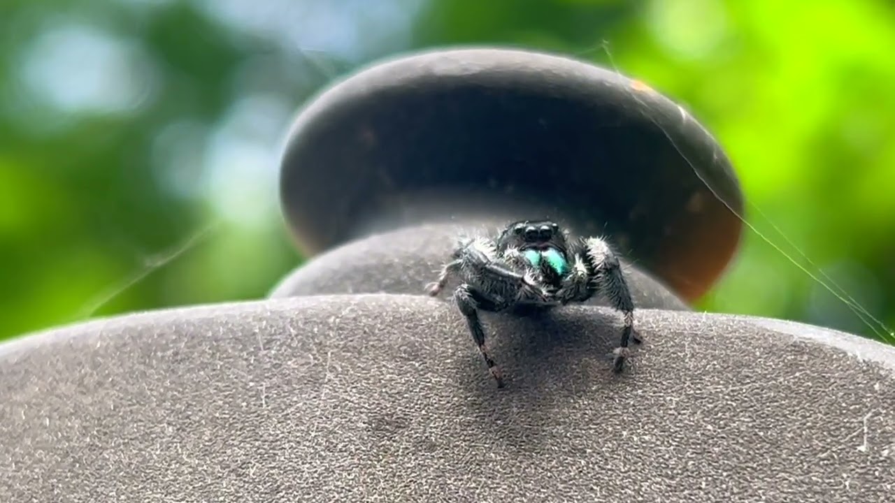 Bold Jumping Spider