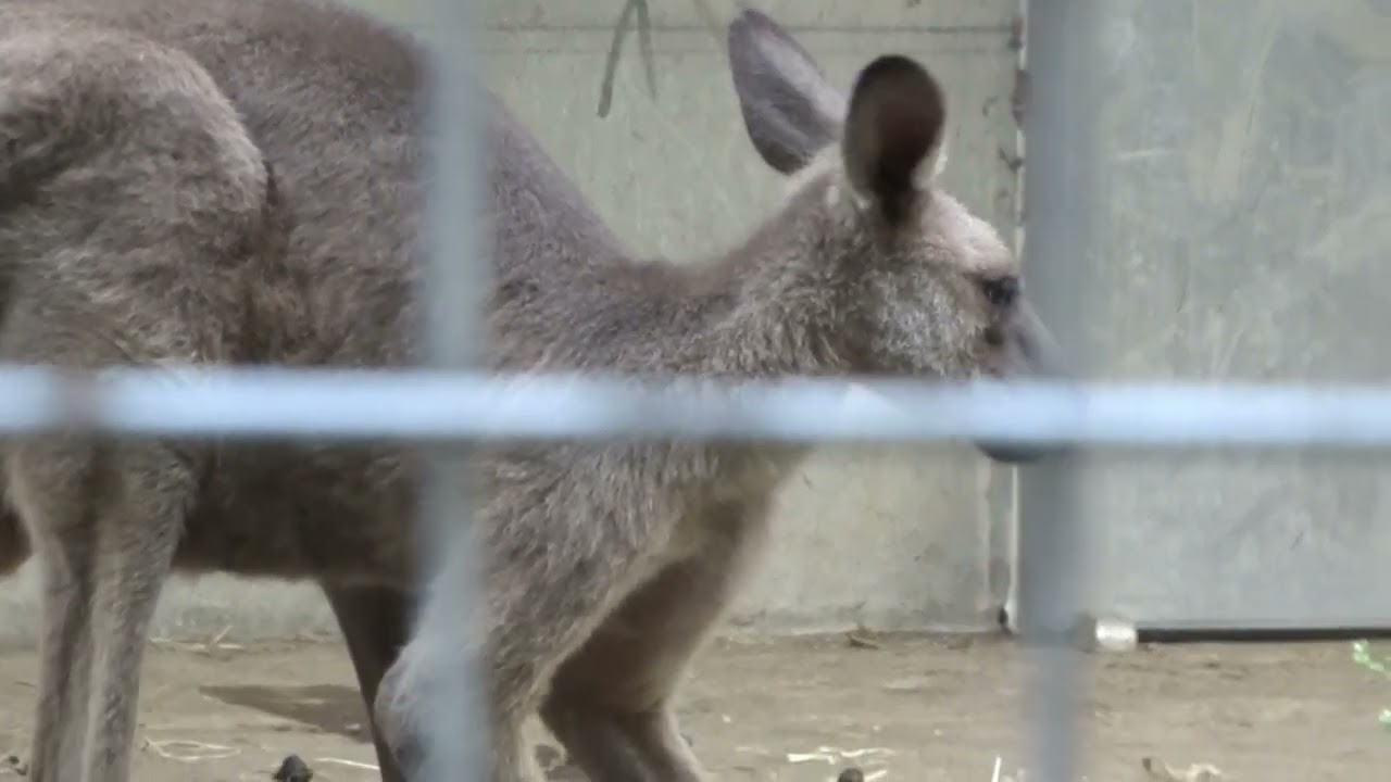 2024.10.11カンガルー・ボクシング祭典