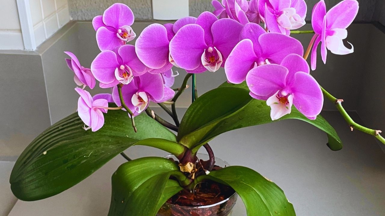 COMO PLANTAR ORQUÍDEA PHALAENOPSIS Orelha de Elefante  NO VIDRODRO + DICAS DE CULTIVO | JD Orquídeas