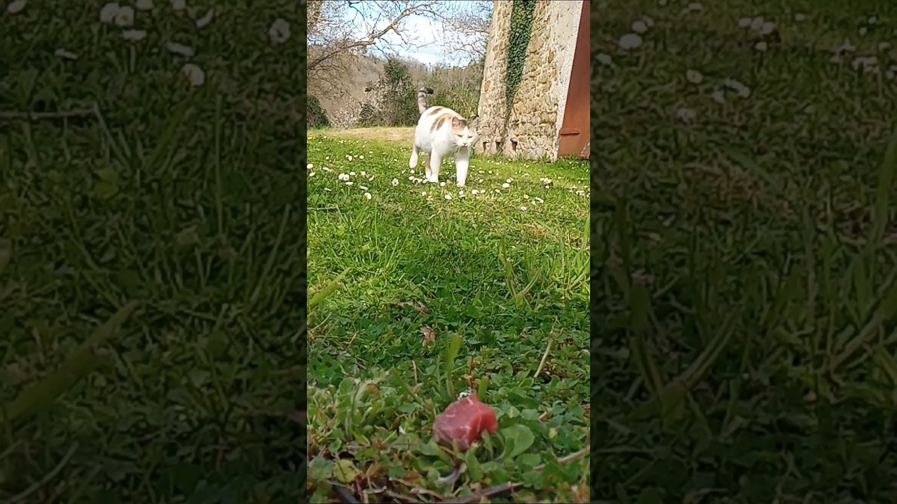 il gatto sempre piaco steak 🥩 #umbria #italia #ytshorts #nature #colpalombo