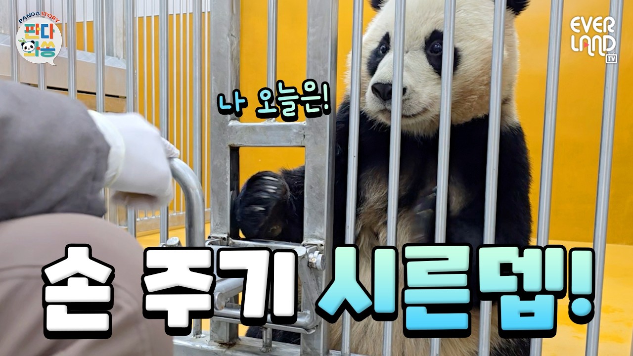 후이 손 원해여? 원하면 500원｜#판다와쏭 #242