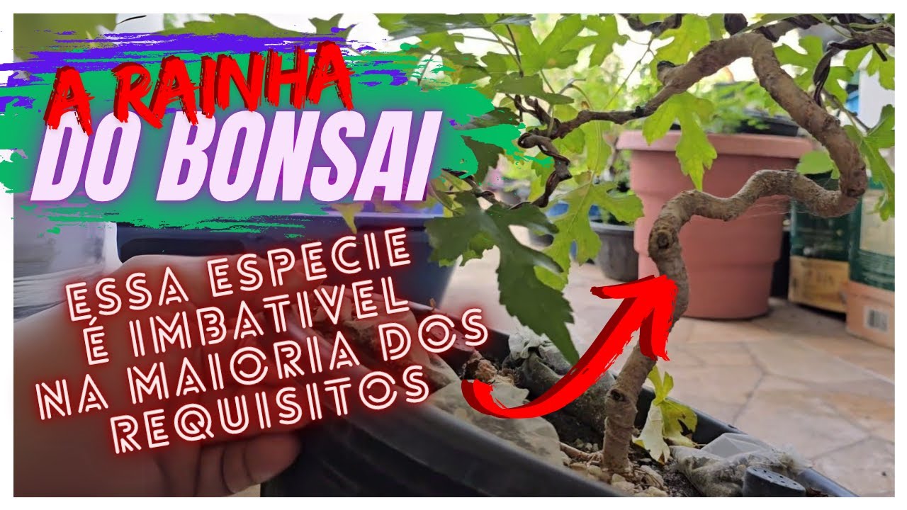 🌳A MELHOR ESPECIE PARA O BONSAI DIANTE DE TODOS OS REQUISITOS - CRIANDO BONSAI