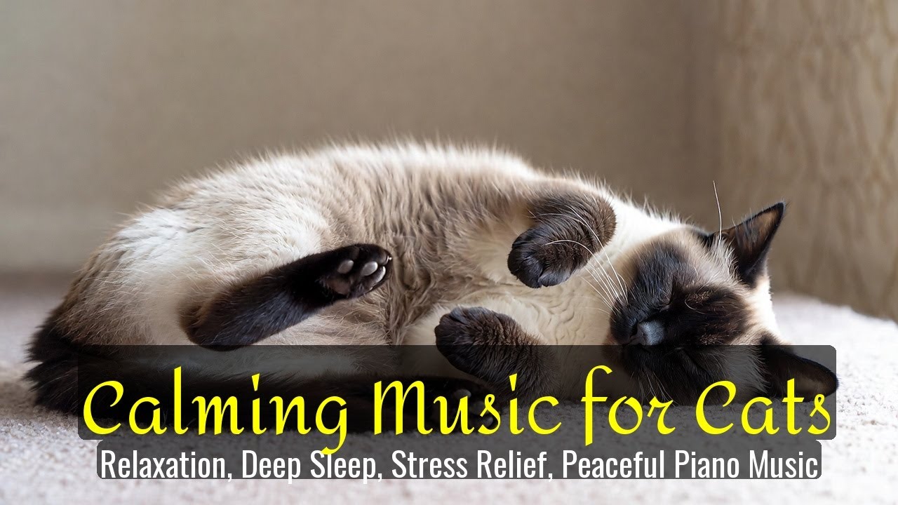 LIVE 😴 Cozy Sleep Sounds for Cats 🌙 | Season 67
