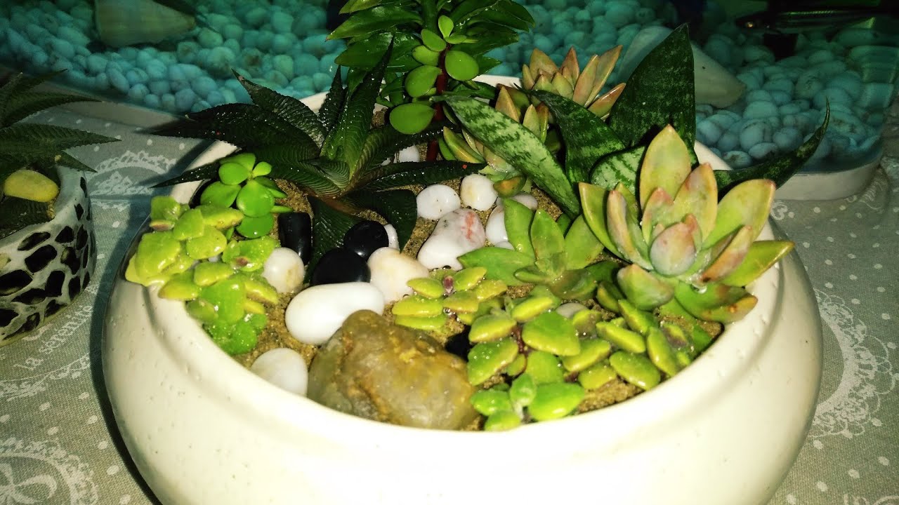 Best gift for your loved One |New #succulent platter|DIY succulent arrangement| succulent collection