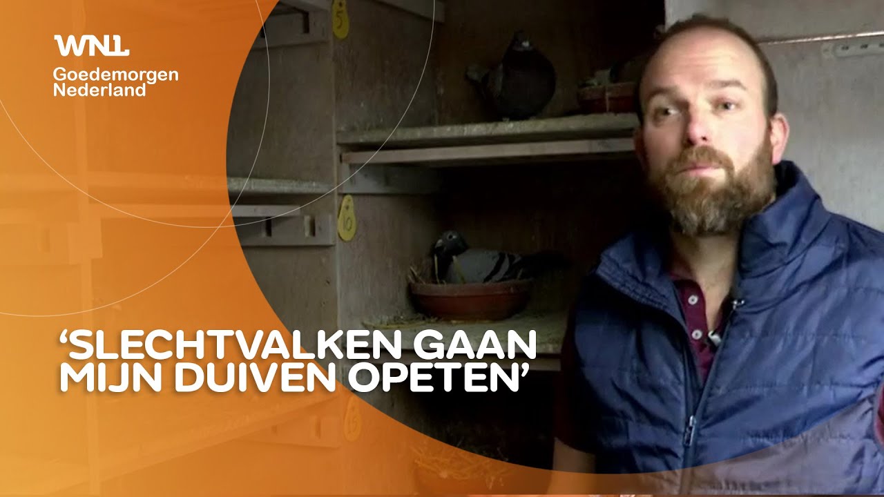 Duivenmelkers in angst door ‘Max Verstappen onder de roofvogels’
