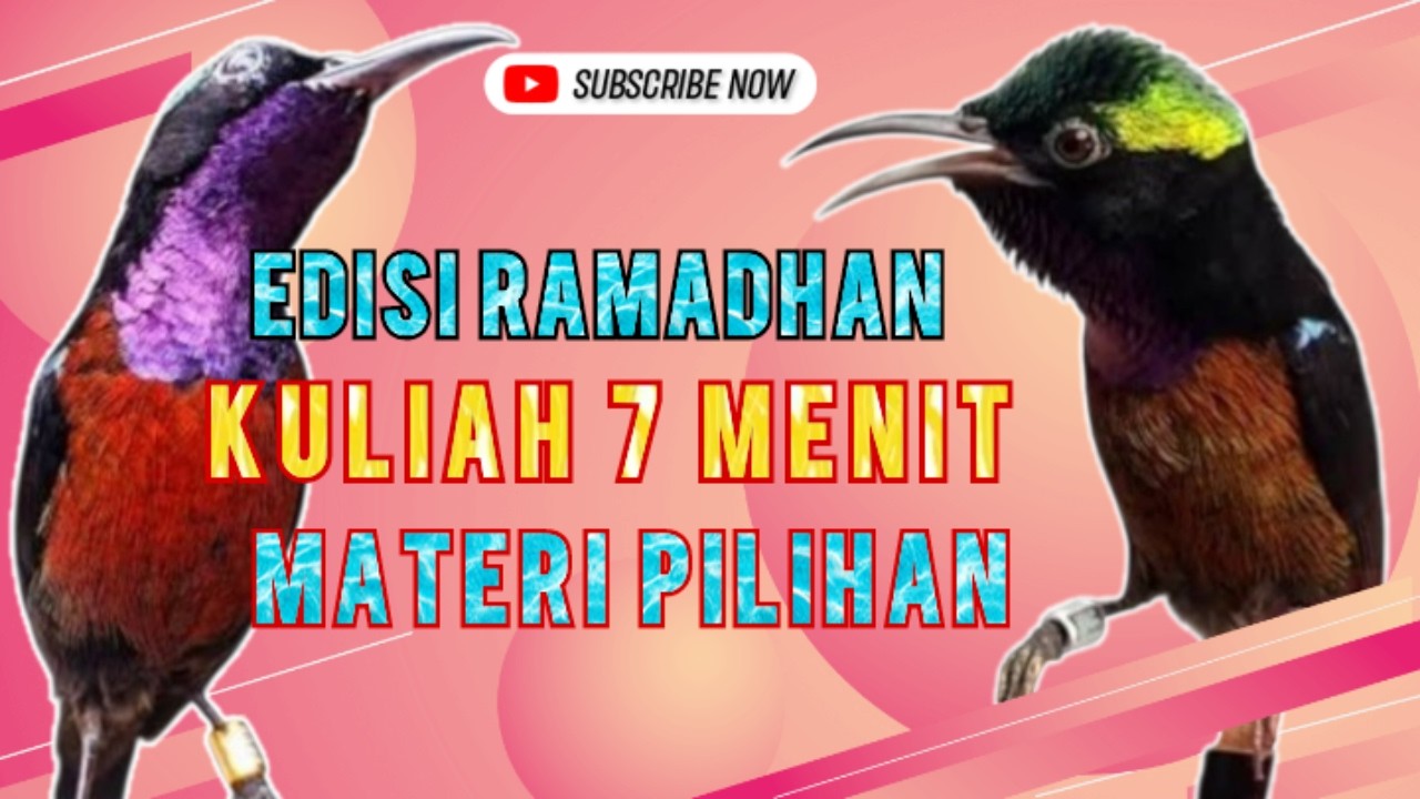 🔴 Kolibri ninja gacor materi mewah pilihan terbaik 2026‼️