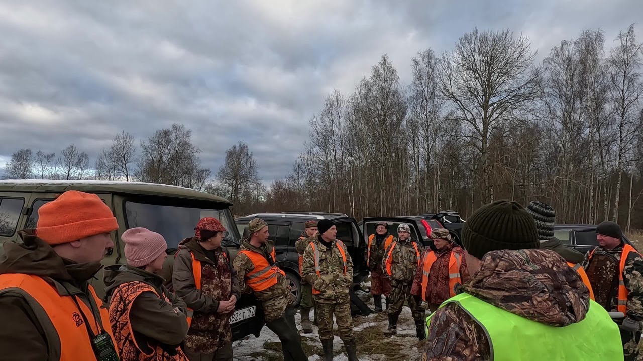 Гоняли лосей, а вышел медведь. Выстрелы в кадре. Загонная охота в Псковской области. 4К