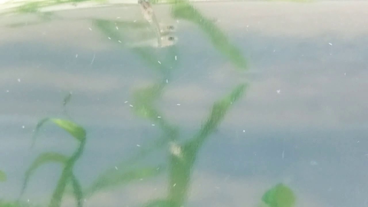 Alevinos de Simpsonichytys Santanae 