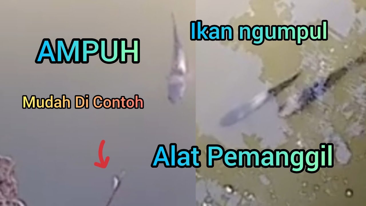 Alat Pemanggil Ikan Ampuh Mudah Di Buat Paser Ikan Dan Pemancing Ikan Harus Tahu‼️ikan ngumpul