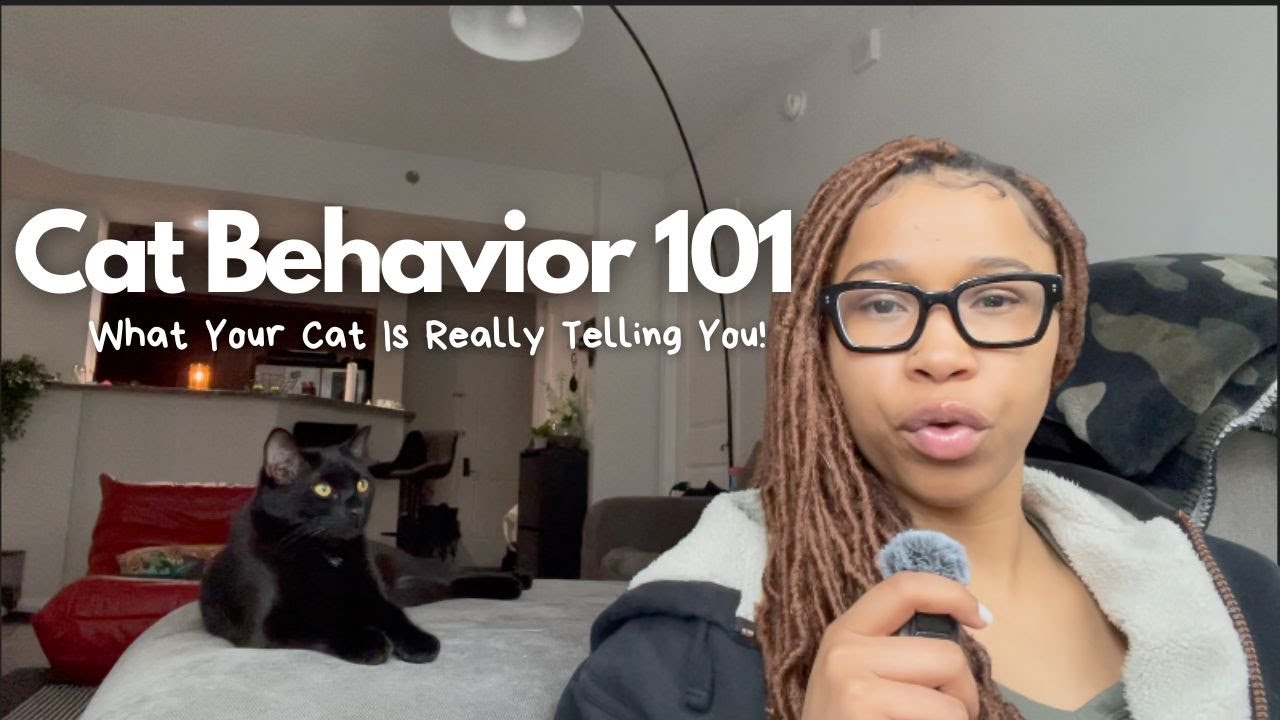 What your cat’s behavior really mean’s