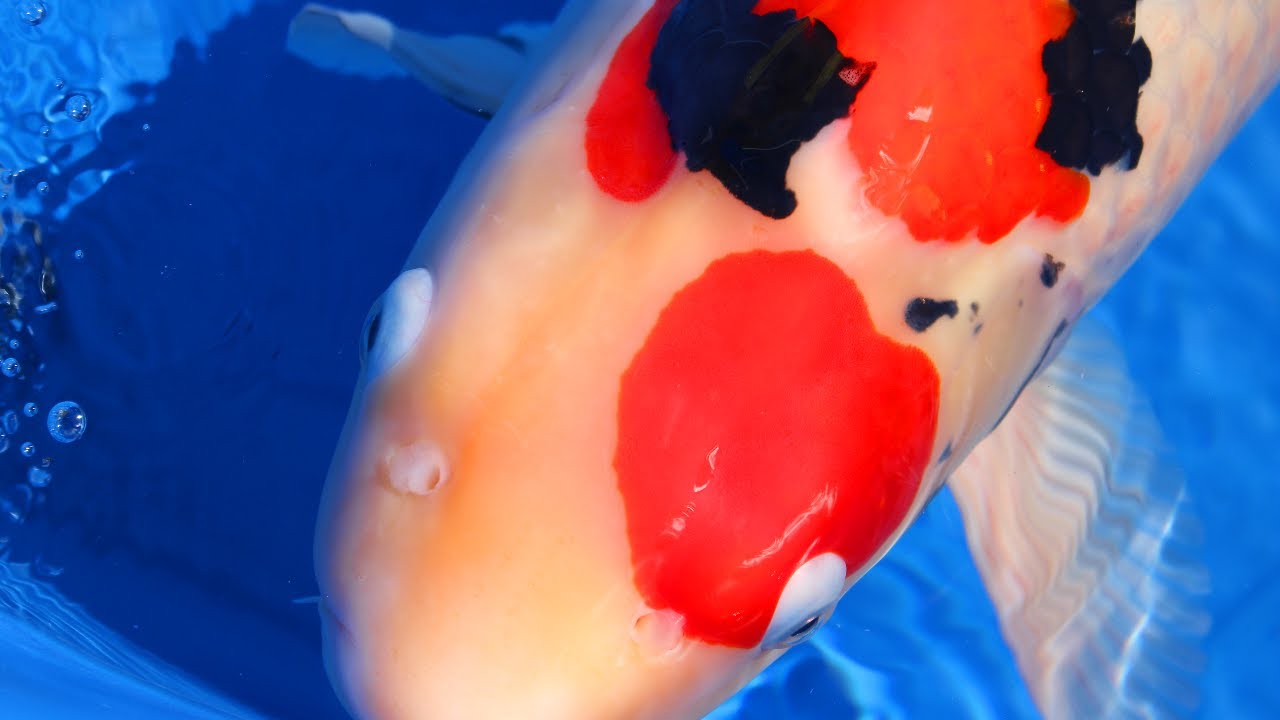 All Japan Koi Show 2018 - Major Winners (4K)