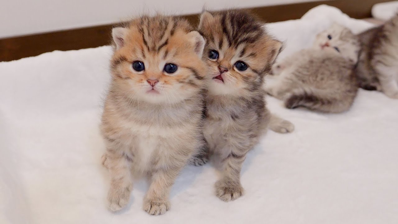 [Прямая трансляция] Котята наконец-то самостоятельно сбежали из коробки! Памятный прямой эфир!