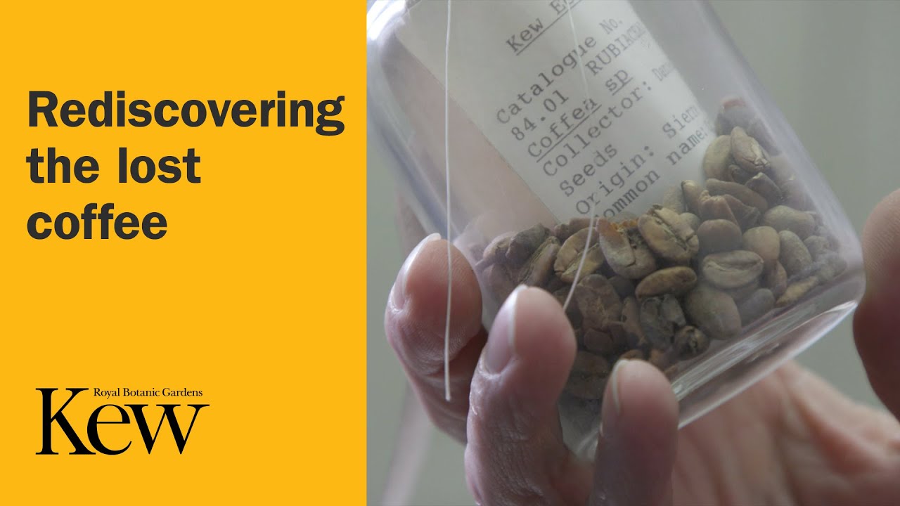 Rediscovering the lost coffee