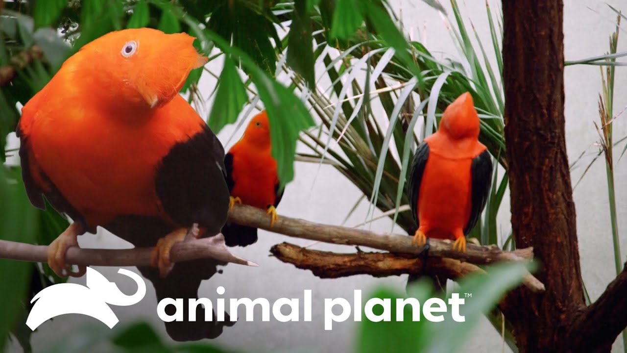 Pájaro de madera tallada para acelerar los apareamientos | El Zoológico del Bronx | Animal Planet