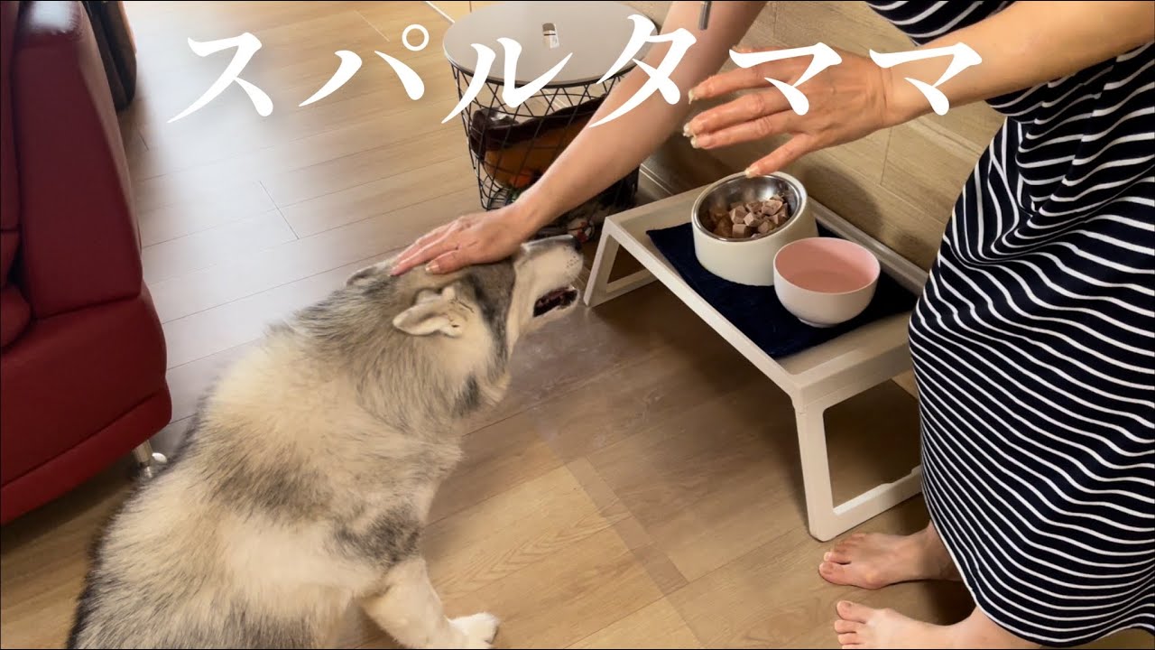 ママのスパルタ指導にも驚きのお利口さん度を見せつけて世界を沸かせるシベリアンハスキー