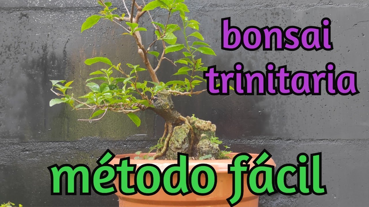 Como hacer bonsái de trinitaria desde acodo 1ra parte (por Aníbal Blandón)