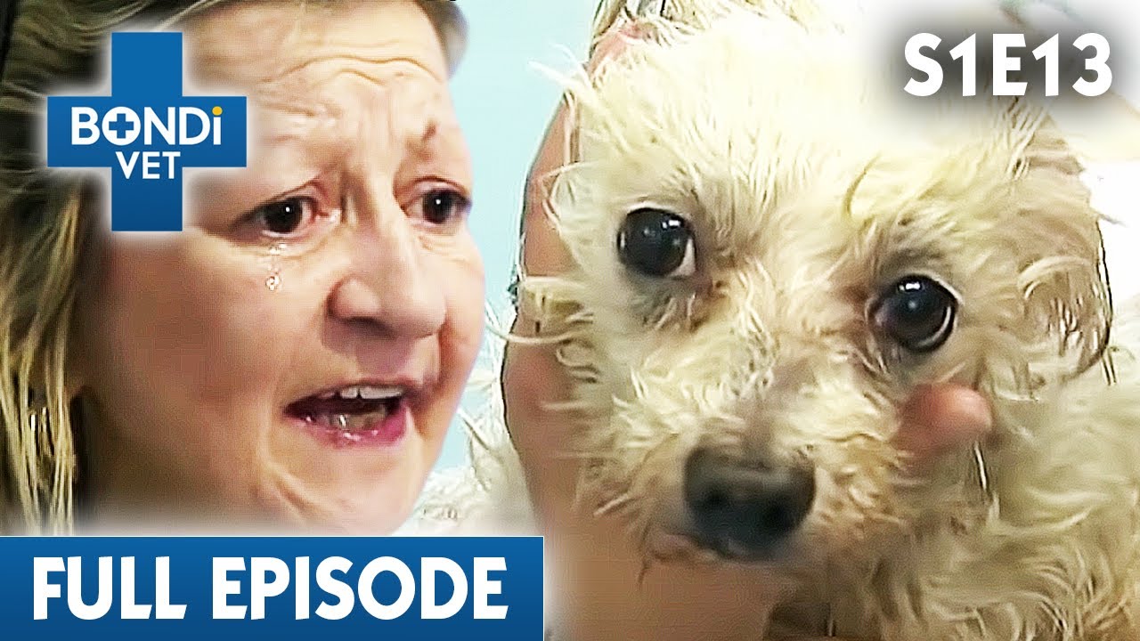 Distraught Owner Frantic After Savage Dog Fight 😰| Bondi Vet Season 1 Ep13 | Bondi Vet Full Episodes